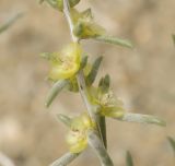 Salsola arbuscula