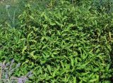 Persicaria hydropiper