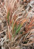 Brachypodium rupestre