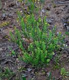 Alyssum turkestanicum var. desertorum