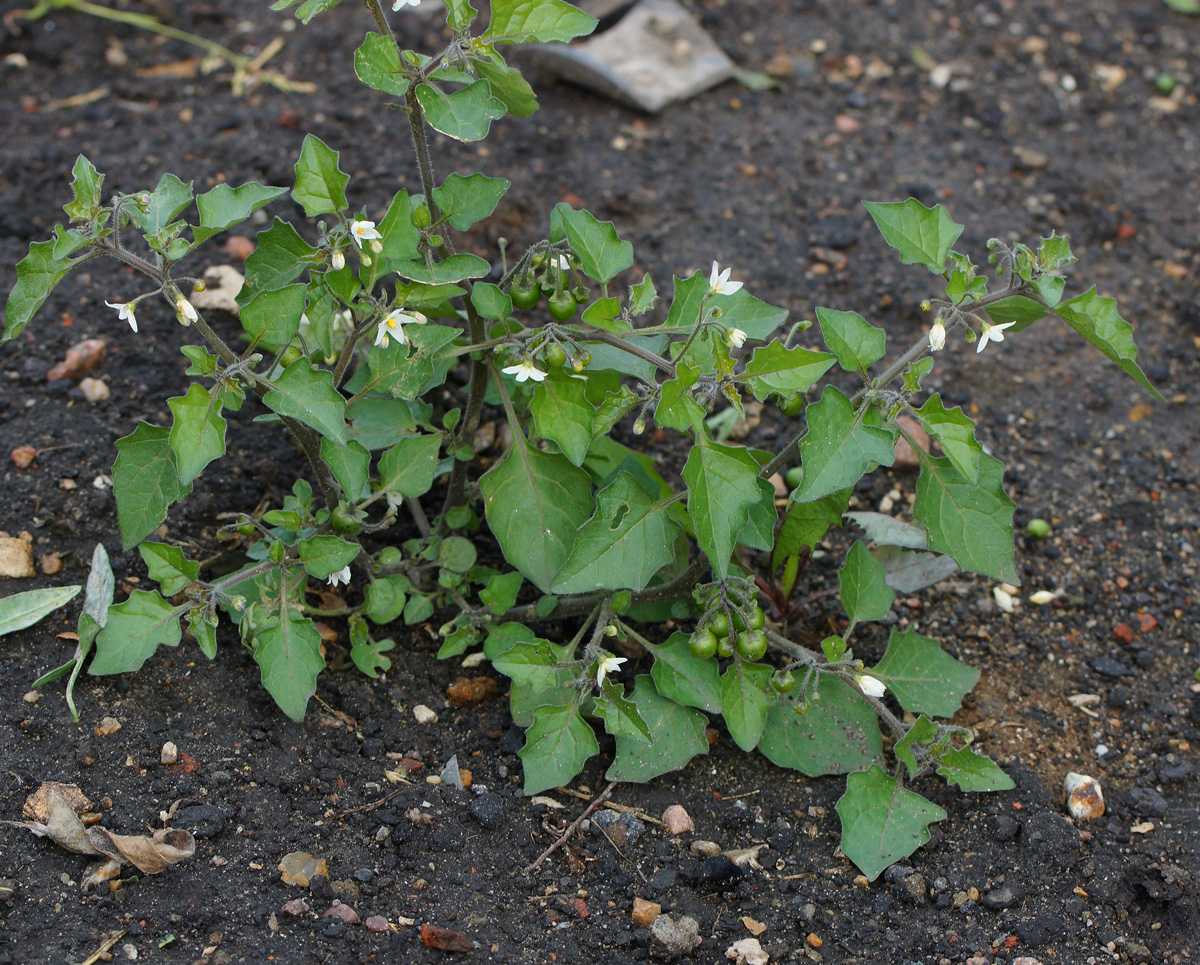 Изображение особи Solanum nigrum ssp. schultesii.