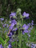 Polemonium acutiflorum. Верхушки цветущих побегов. Магаданская обл., окр. г. Магадан, нижнее течение р. Магаданка, высокотравная поляна в ивняке. 23.07.2020.