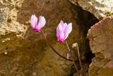 Cyclamen graecum. Цветоносы с цветками и завязавшимися плодами. Греция, о-в Крит, ном Ханья (Νομός Χανίων), дим Колимвари (Δήμος Κολυμβαρίου), окр. деревни Афрата (Αφράτα), подпорная стенка в оливковой плантации. 14 октября 2021 г.