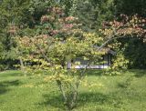 Euonymus alatus. Взрослое дерево с осенней окраской листьев. Москва, ГБС, Японский сад. 31.08.2021.