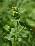 Hypericum maculatum. Верхушка побега с бутонами. Марий Эл, г. Йошкар-Ола, Сосновая роща. 07.08.2022.