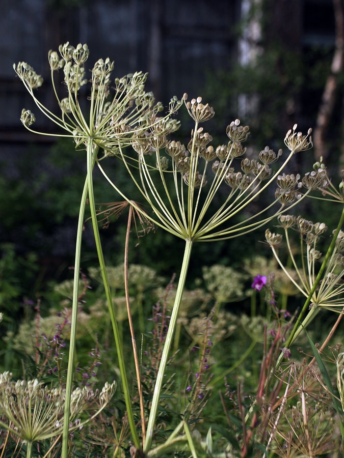 Изображение особи род Heracleum.