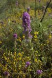 Castilleja exserta