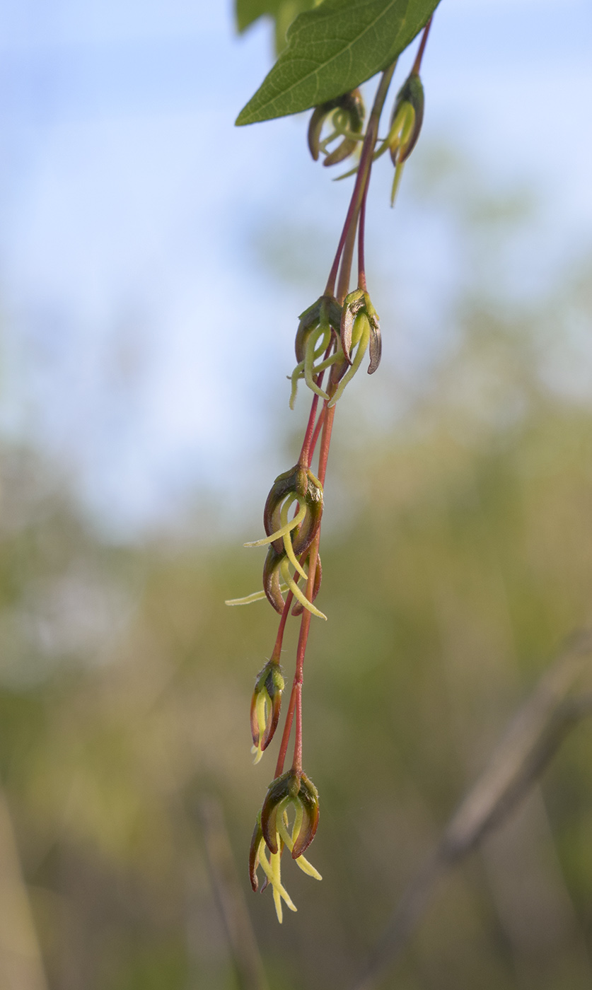 Image of Acer negundo specimen.