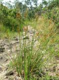 Juncus inflexus