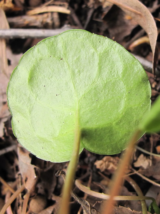 Изображение особи Pyrola renifolia.