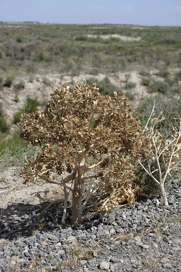 Изображение особи Ferula foetida.