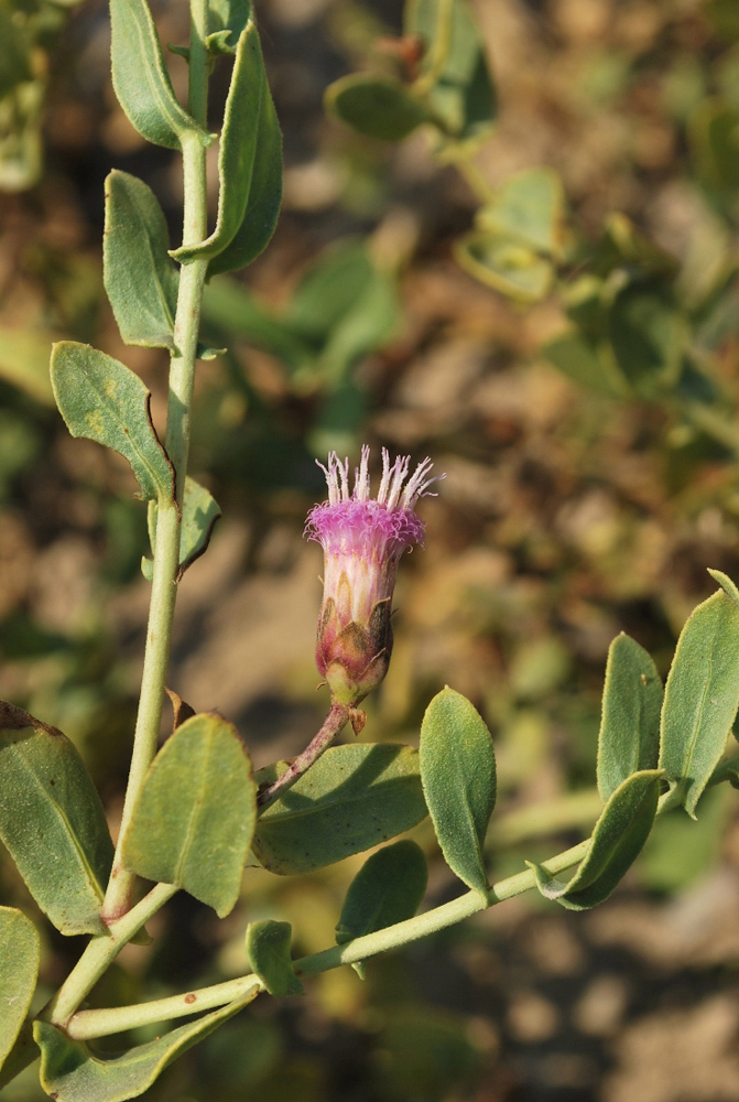 Изображение особи Karelinia caspia.