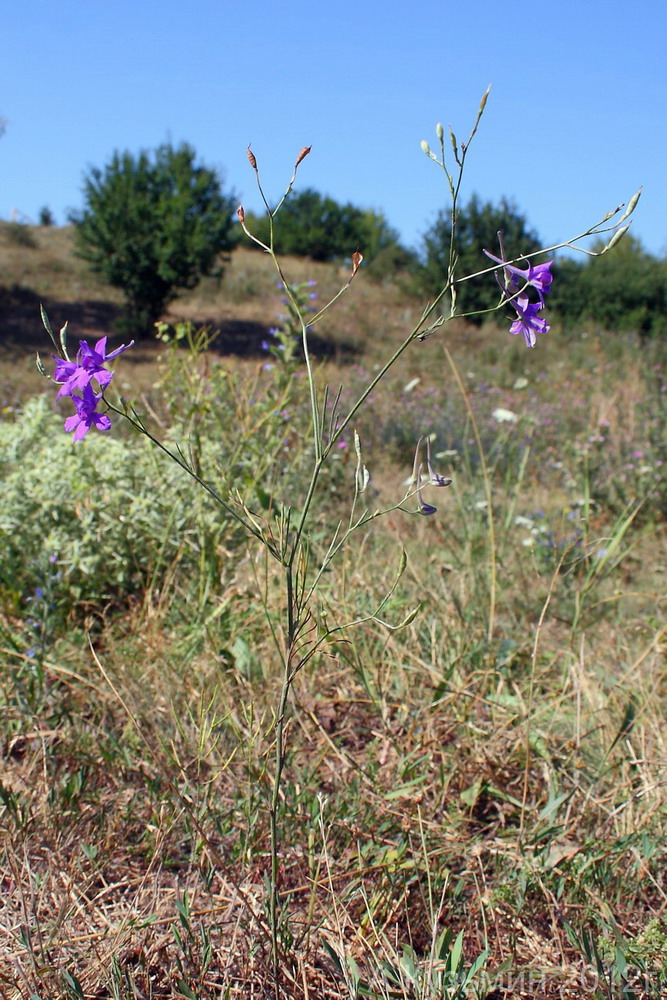 Image of Delphinium paniculatum specimen.