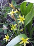 Gagea dschungarica. Цветущее растение. Киргизия, Баткенская обл., Алайский хр. 20 апреля 2011 г.