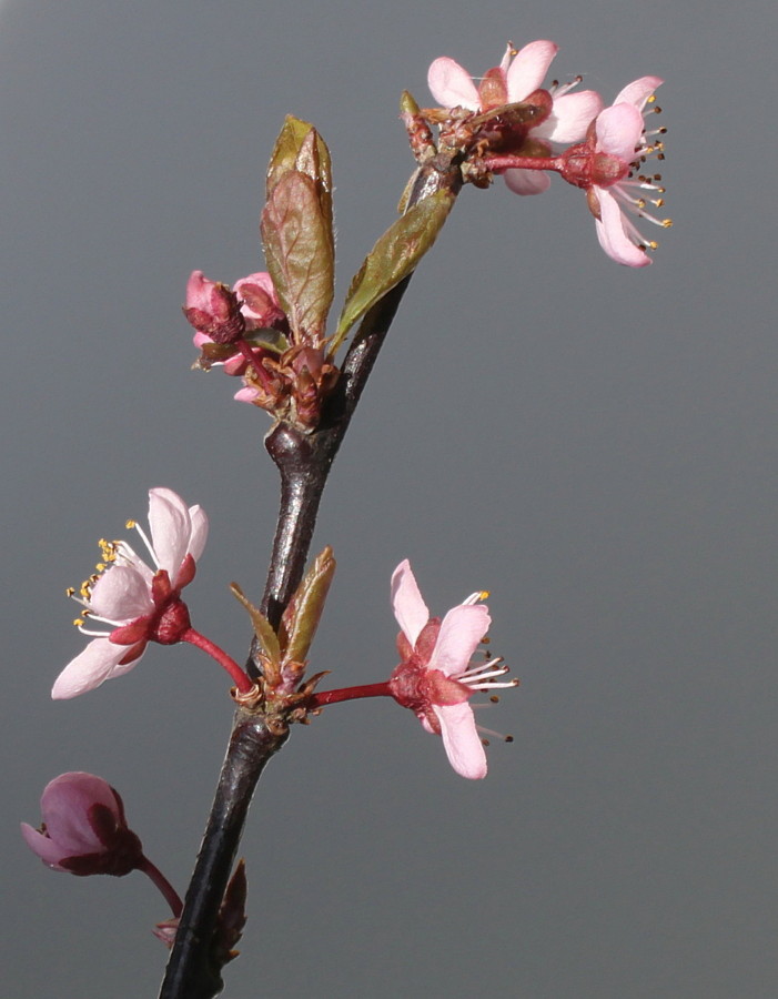 Изображение особи Prunus cerasifera.