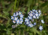 Myosotis arvensis