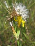 Chondrilla juncea