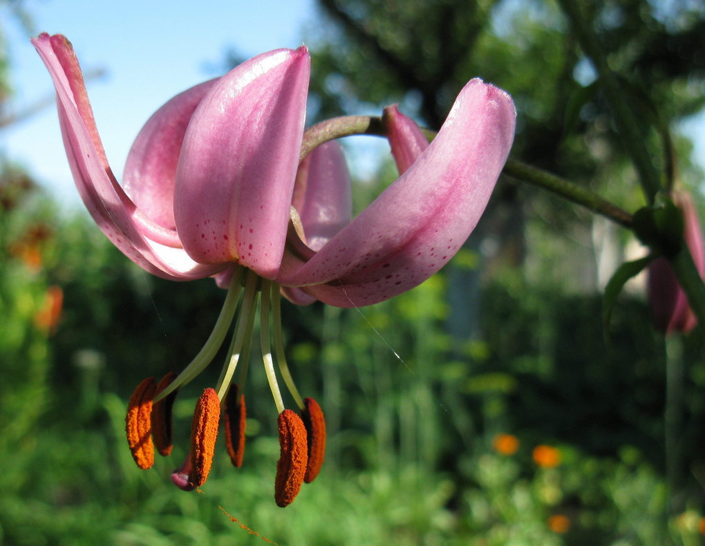 Изображение особи Lilium caucasicum.