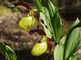 Cypripedium calceolus. Верхушка цветущего растения. Московская обл., Талдомский р-н, близ пгт Запрудня. 21.05.2010.