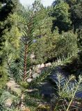 Torreya grandis. Верхняя часть ветви. Германия, г. Essen, Grugapark. 29.09.2013.