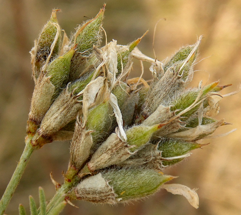 Изображение особи Astragalus cornutus.