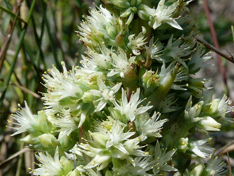 Изображение особи Orostachys spinosa.