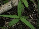 Epipactis palustris