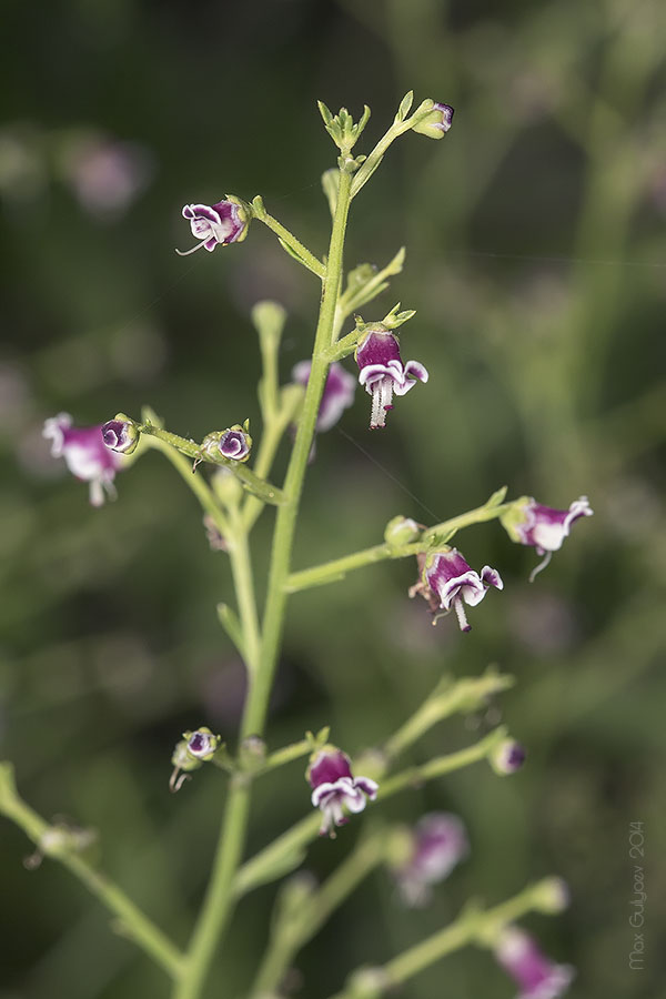 Изображение особи Scrophularia bicolor.