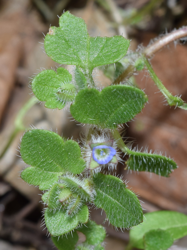 Изображение особи Veronica hederifolia.