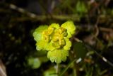 Chrysosplenium alternifolium. Верхушка цветущего растения. Новгородская обл., Боровичский р-н, западнее г. Боровичи, болотистый участок в лесу. 18.04.2015.