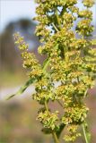 Rumex longifolius. Часть соцветия. Мурманская обл., п-ов Рыбачий, разнотравный приморский луг. 31.07.2015.