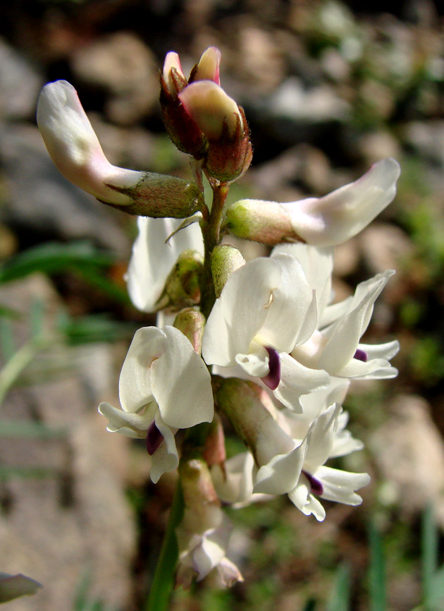 Изображение особи Astragalus tugarinovii.