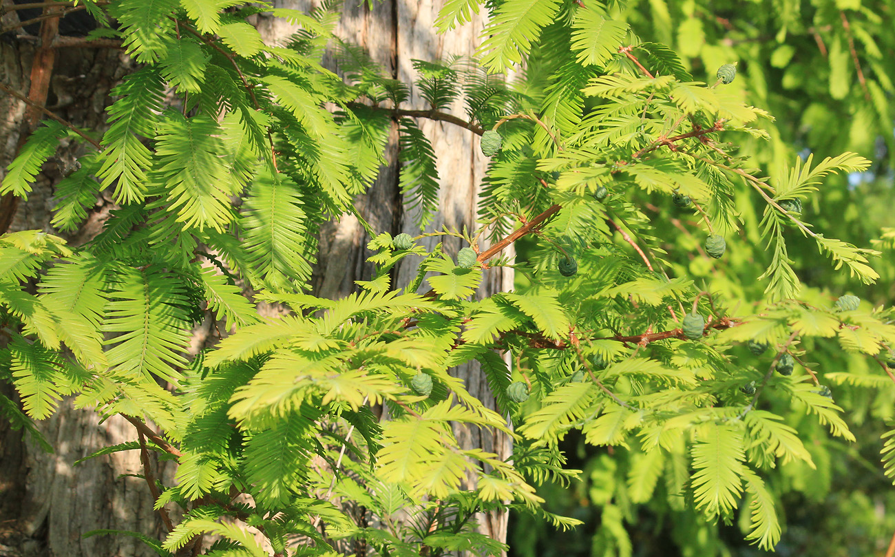 Изображение особи Metasequoia glyptostroboides.