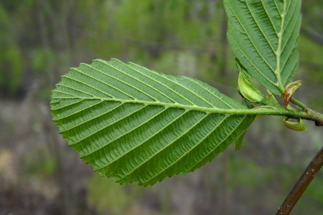 Изображение особи Alnus incana.