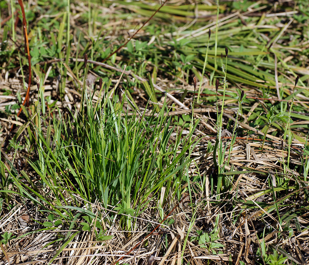 Изображение особи Carex pilosa.