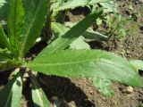 Cirsium setosum