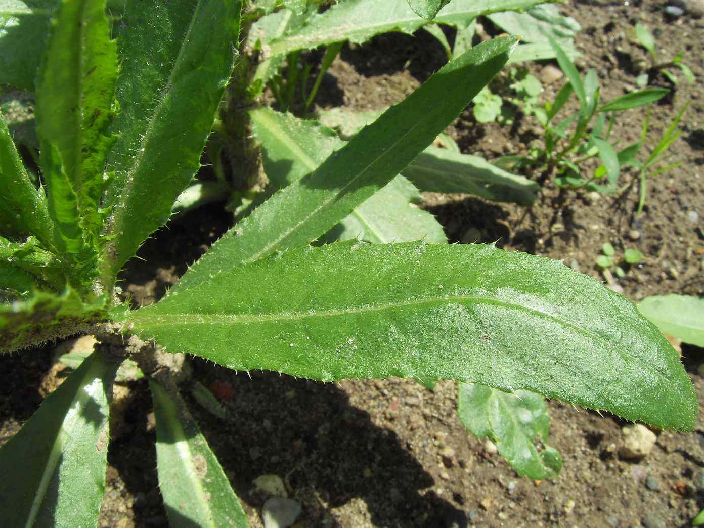 Изображение особи Cirsium setosum.