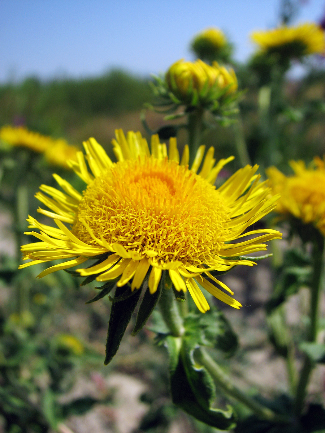 Изображение особи Inula britannica.