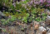 Vaccinium uliginosum. Растение с незрелыми плодами. Исландия, национальный парк Тингведлир, каменистый склон. 01.08.2016.