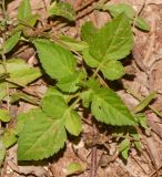 Bidens pilosa