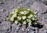 Minuartia inamoena