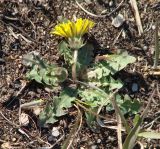 род Taraxacum. Цветущее растение. Иркутская обл., Иркутский р-н, окр. дер. Жердовка, склон холма. 14.05.2016.