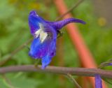 Delphinium × phoeniceum. Цветок. Пермский край, г. Пермь, Свердловский р-н, в озеленении двора. 8 июля 2017 г.