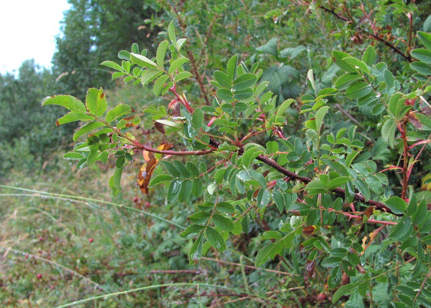 Изображение особи Rosa spinosissima.