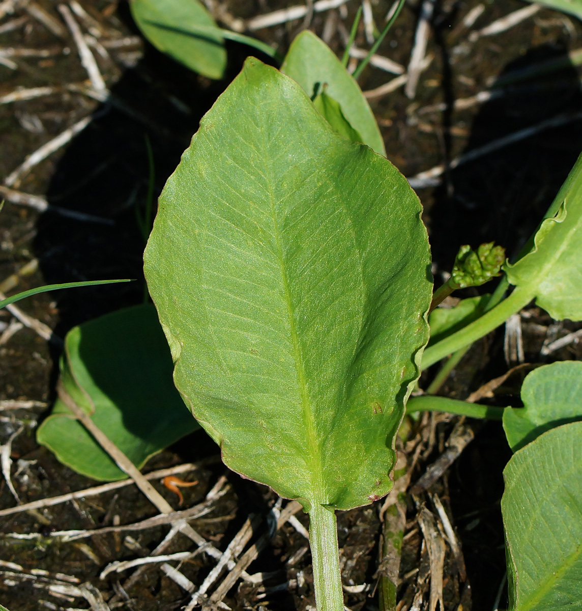 Изображение особи Alisma plantago-aquatica.