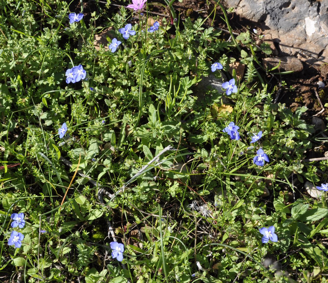 Изображение особи Veronica glauca.