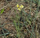 Linaria buriatica. Верхушка цветущего растения. Иркутская обл., побережье оз. Байкал в р-не Малого Моря, залив Мухор, окр. бухты Зуун-Хагун, сухой, травянистый склон. 23.06.2017.