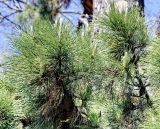 Pinus radiata. Ветви взрослого дерева. Краснодарский край, г. Сочи, Дендрарий, нижний парк. 04.04.2018.