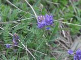 Oxytropis albana