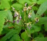 Cardamine quinquefolia